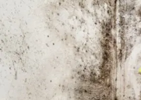 Mold Removal Small