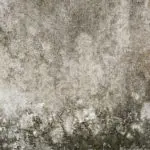 mold damage cleanup fleetwood