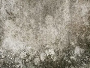mold damage cleanup fleetwood