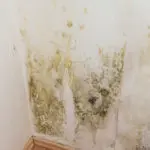 Mold Removal Berks County, Mold Damage Berks County, Mold Damage Cleanup Berks County