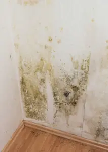 Mold Removal Berks County, Mold Damage Berks County, Mold Damage Cleanup Berks County