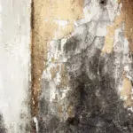 mold damage berks county, mold removal berks county