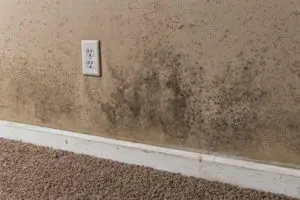 mold damage mohnton, mold damage cleanup mohnton