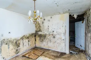 mold cleanup berks county, mold removal berks county