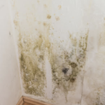 professional mold remediation company, professional mold removal company, professional mold cleanup company