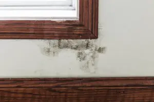mold remediation sinking spring, mold removal sinking spring, mold cleanup sinking spring