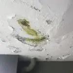 mold removal sinking spring, mold remediation sinking spring, professional mold removal sinking spring