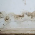 mold removal service berks county, mold remediation berks county, mold damage cleanup berks county