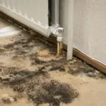 mold removal wyomissing, mold damage wyomissing, mold damage wyomissing