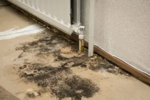 mold removal wyomissing, mold damage wyomissing, mold damage wyomissing