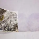 commercial mold remediation, commercial mold removal, commercial mold remediation services