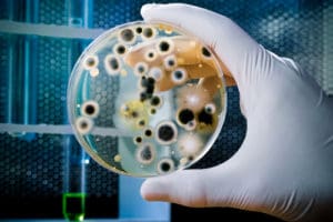 mold remediation