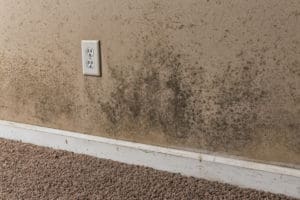 mold damage mohnton, mold damage cleanup mohnton