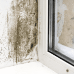 professional mold removal berks county, professional mold remediation berks county, mold damage cleanup berks county